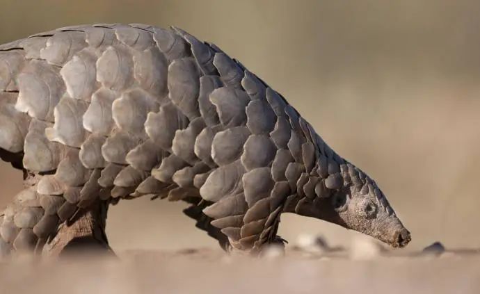 我國“十四五”將加強野生動植物保護