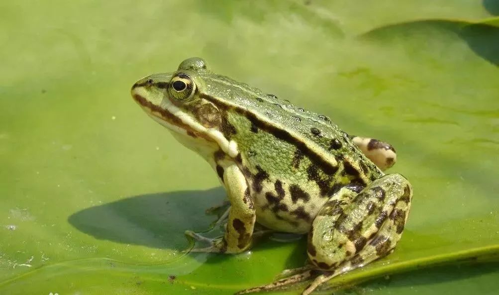 北京陸生野生動物名錄發(fā)布
