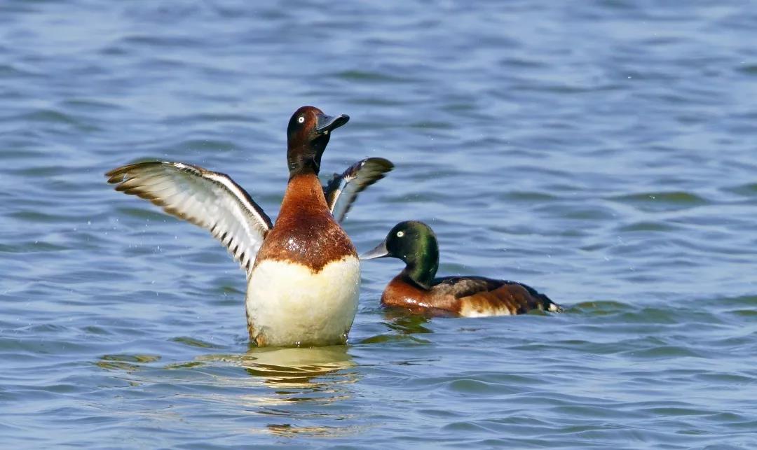 神奇生物大盤點(diǎn)！近兩年廣東出現(xiàn)的物種新記錄有這么多…