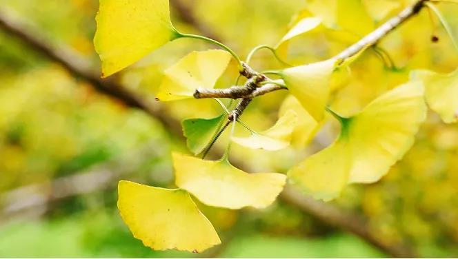 速來打卡“銀杏染秋”，韶關(guān)南雄銀杏文化旅游季開啟！