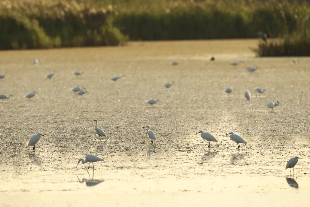 我國首次對保護(hù)濕地立法！將實(shí)行濕地面積總量管控