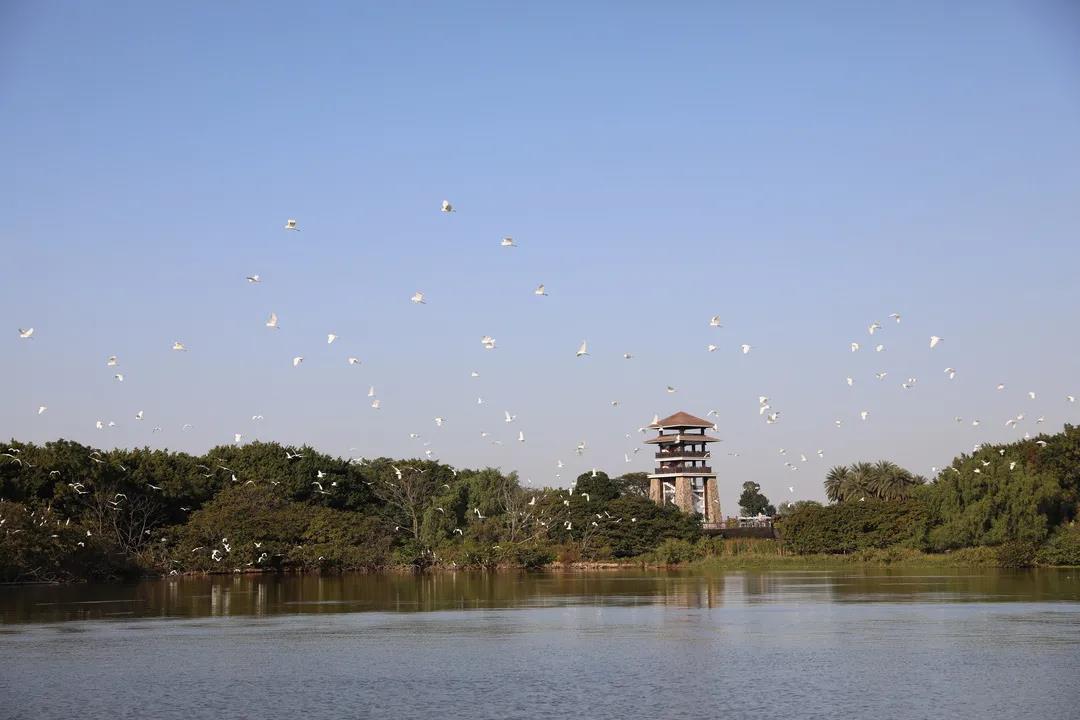 大批候鳥南下！廣東進入最佳觀鳥季