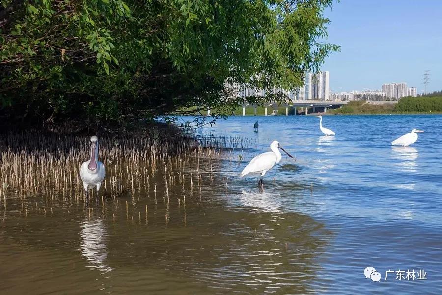 惠州大亞灣再次拍到黑臉琵鷺！