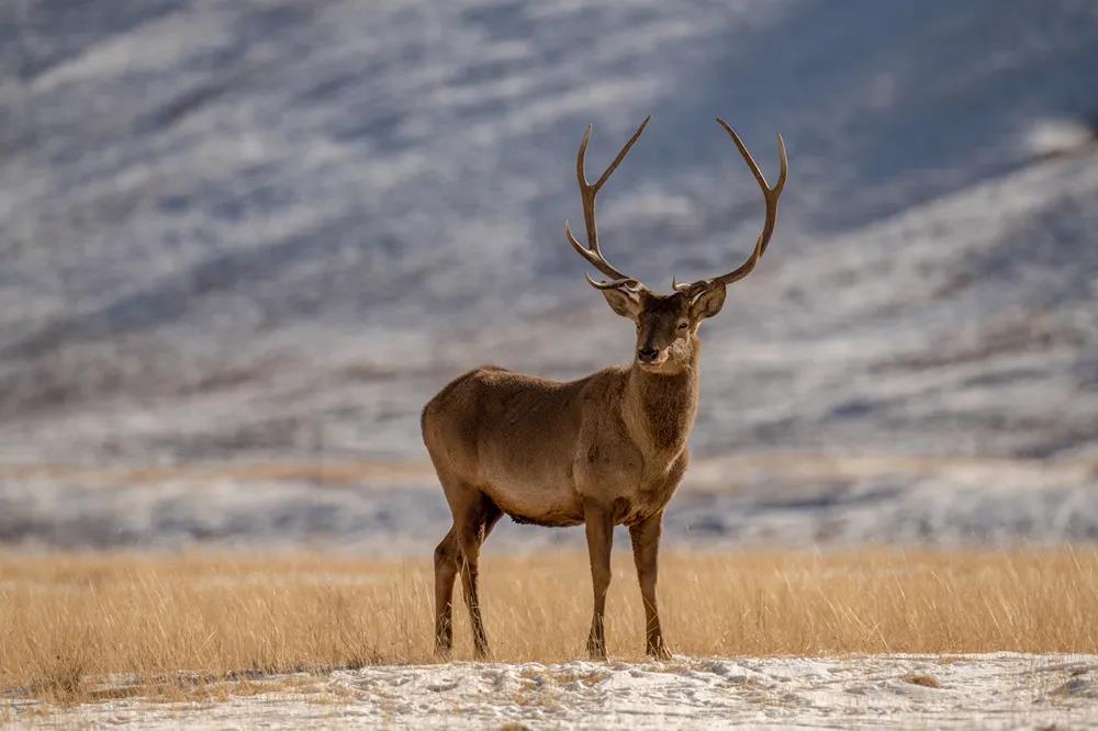 生態(tài)文明的標(biāo)尺在于人與動(dòng)物的距離