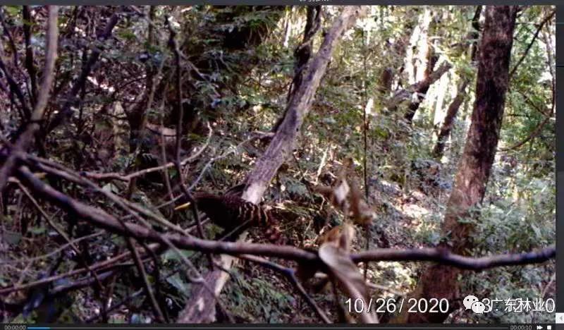 多圖曝光！多種珍稀野生動(dòng)物現(xiàn)身連山筆架山