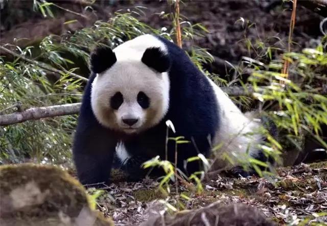 69ab061939fb6260ff45f3f09674b831.jpg 002.jpg