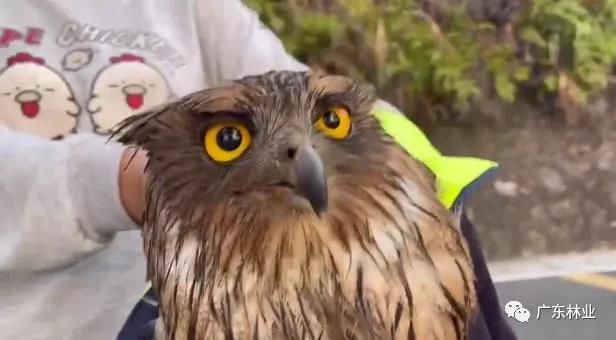 “呆萌”猛禽獲市民救助！深圳梧桐山發(fā)現(xiàn)“小可愛”