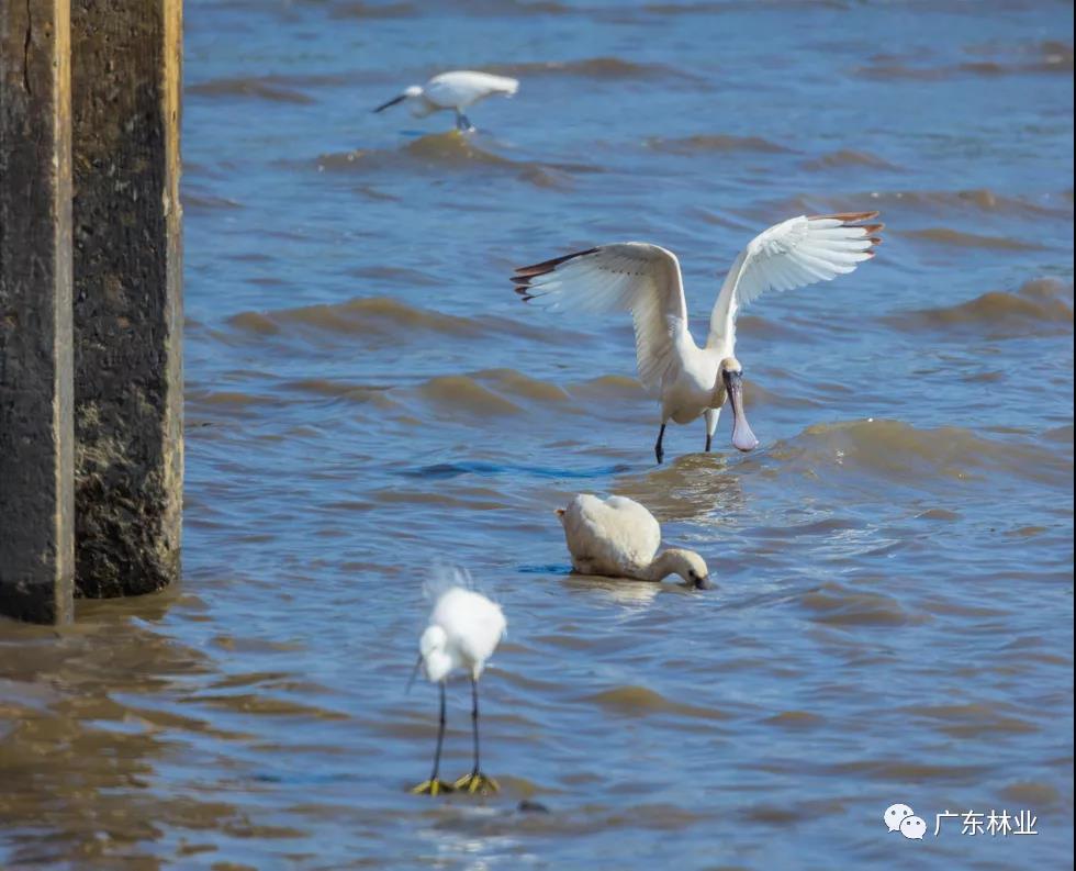新年“驚喜”！東莞兩年后再發(fā)現(xiàn)黑臉琵鷺
