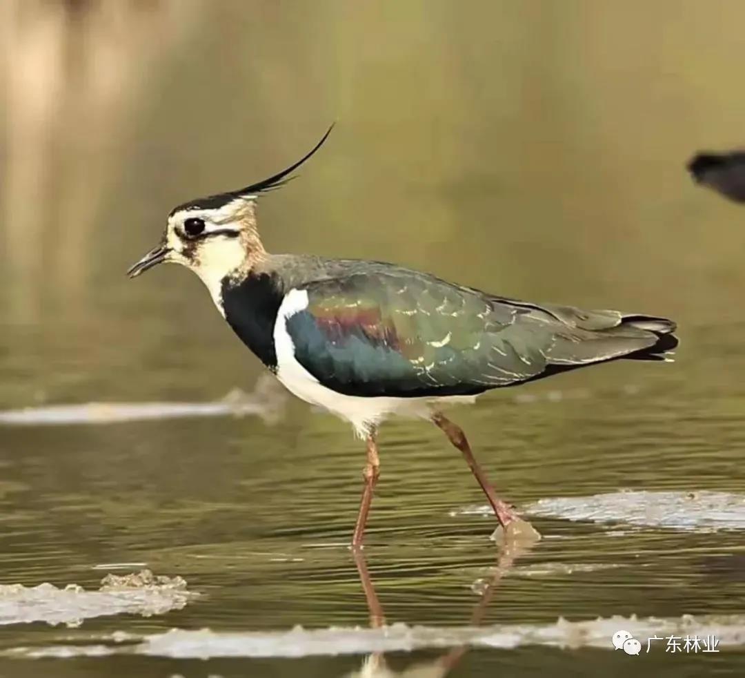 驚喜！鳳頭麥雞成群現(xiàn)身陽江