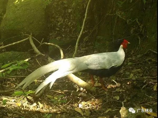 小靈貓、豹貓等“國保”動(dòng)物現(xiàn)身東源康禾保護(hù)區(qū)！