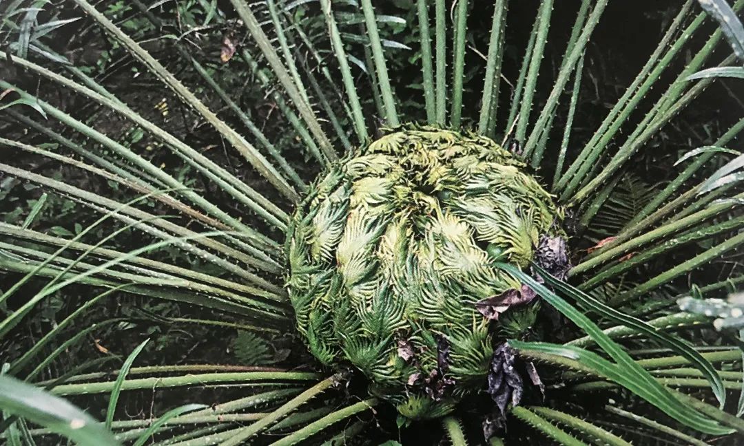 15241e92e9f6f5d217f77ab76271e23c.jpg 008.jpg