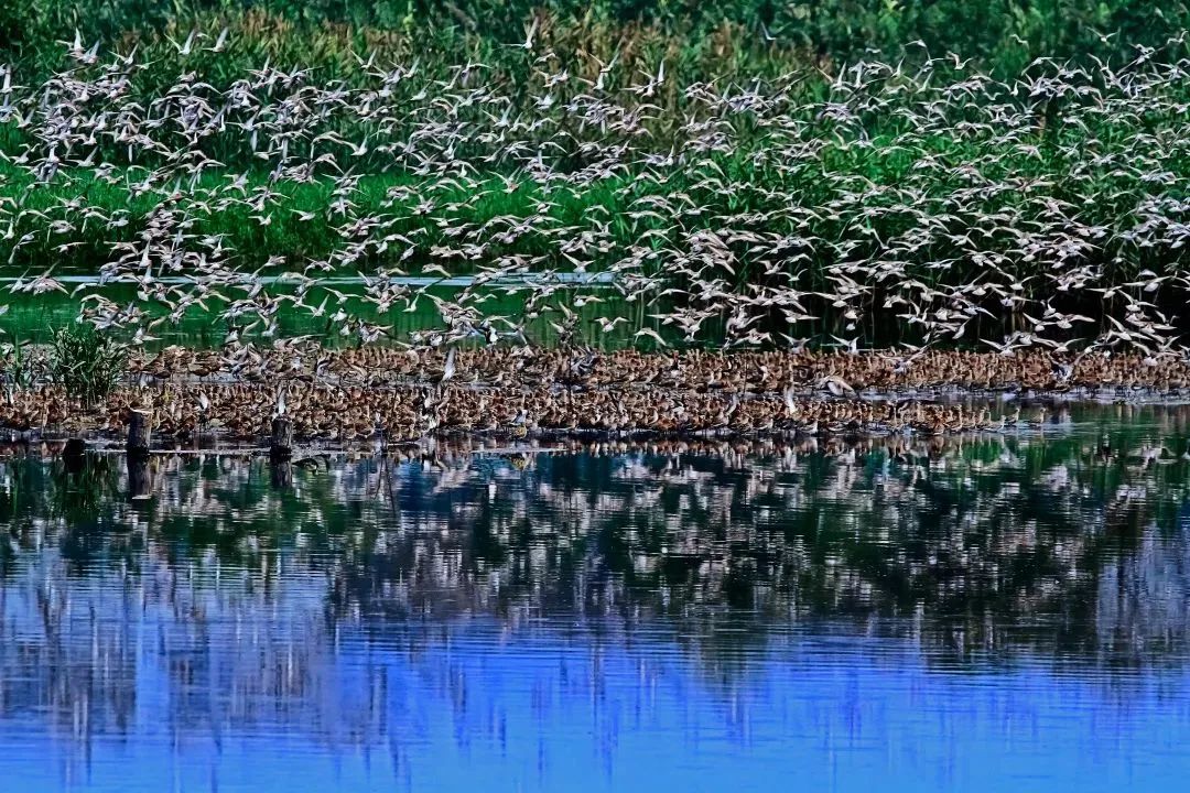 深圳共記錄野生動植物2671種，看看你能認(rèn)出多少？