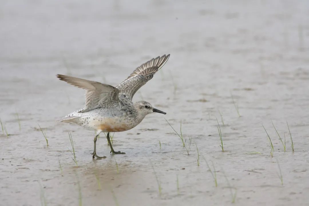 bfc07126f5582d8e9091b7e0ef54f8f3.jpg 005.jpg