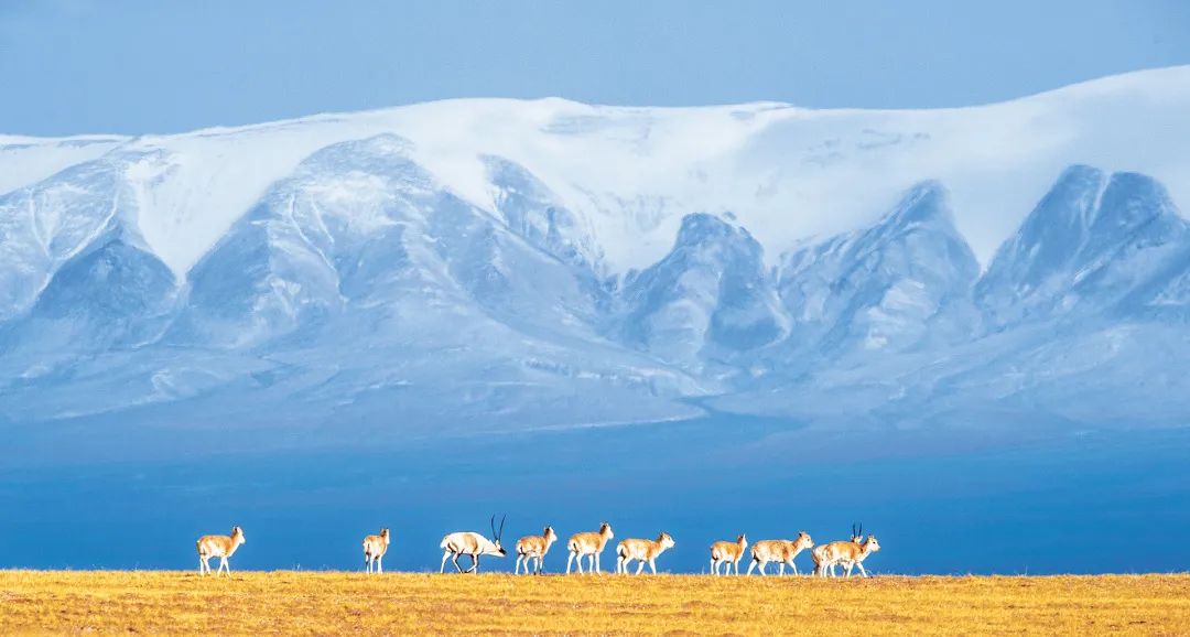 ca0516618e699bfa282b40050db1660c.jpg 001.jpg