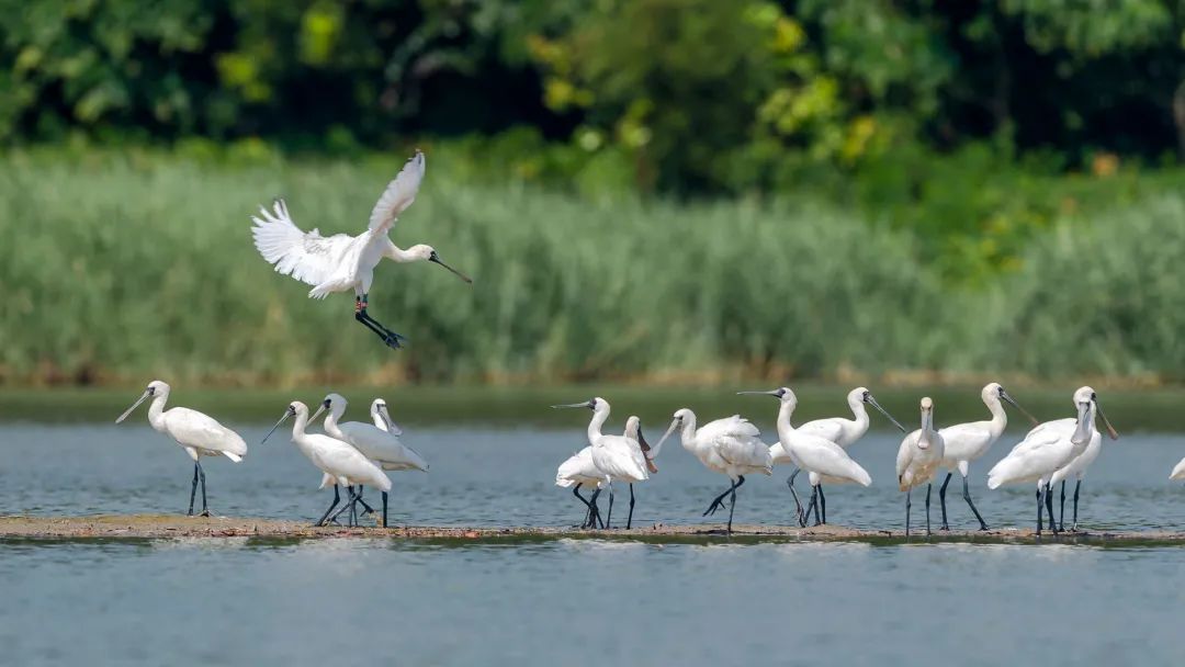 國(guó)際生物多樣性日丨有多少野生動(dòng)植物安家廣東？速看我省物種保護(hù)最新動(dòng)態(tài)！