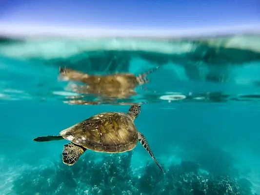 嶺南之南④丨探訪廣東“海龜產(chǎn)房”：小海龜破殼第一秒就面臨生死考驗！