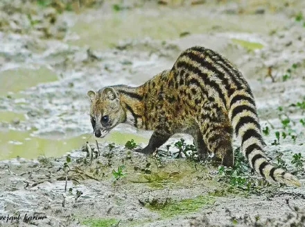 珍貴影像曝光！珠海淇澳島小靈貓首次“帶娃”亮相！