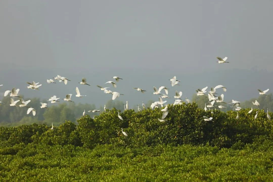 湛江紅樹(shù)林金秋迎來(lái)“老朋友”