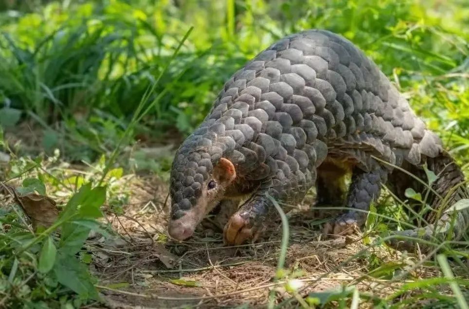 國(guó)家一級(jí)保護(hù)野生動(dòng)物再現(xiàn)茂名！內(nèi)有珍貴視頻，快來(lái)看！