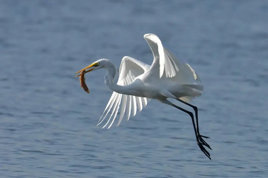 惠州鹽洲島：紅樹(shù)林里，萬(wàn)千鷺鳥(niǎo)歸巢